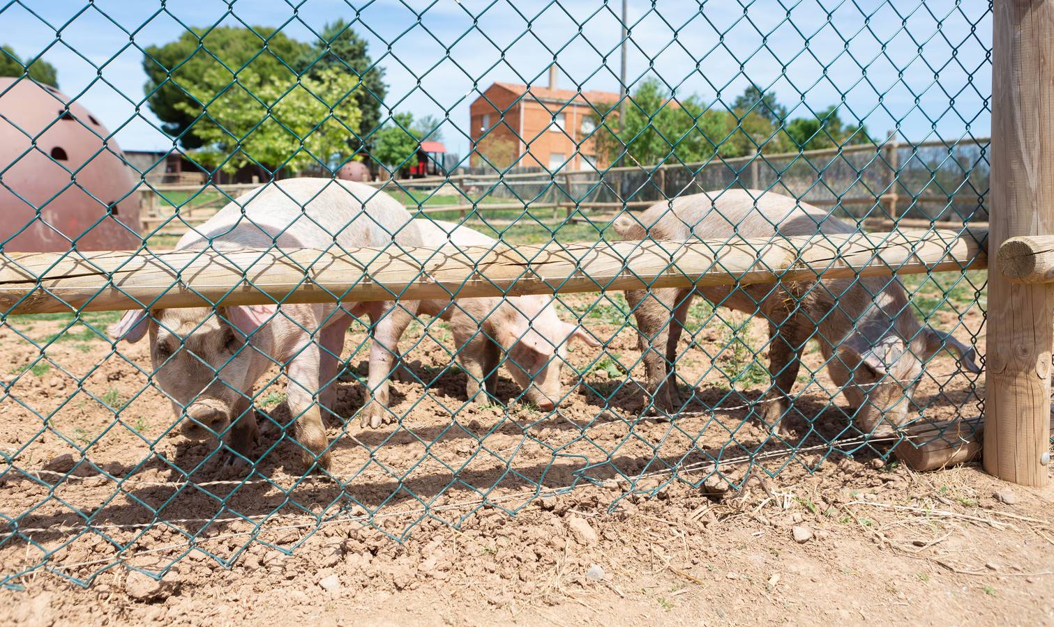 Fotos: La granja de la Grajera en marcha hasta otoño