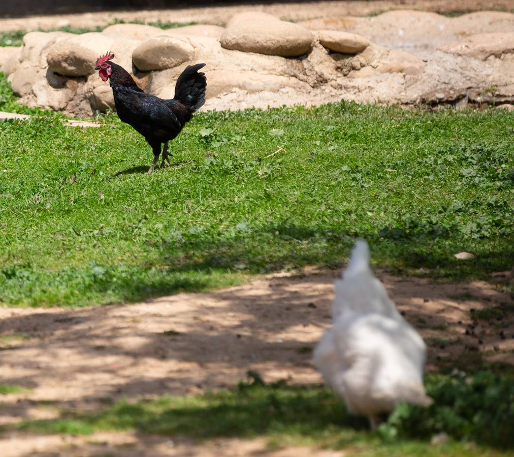 Fotos: La granja de la Grajera en marcha hasta otoño