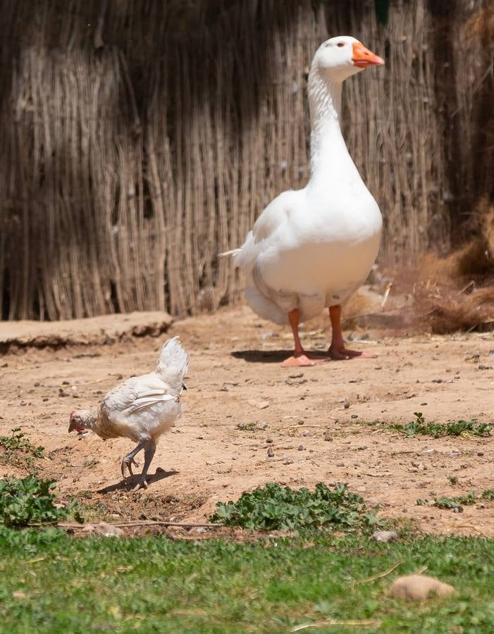 Fotos: La granja de la Grajera en marcha hasta otoño