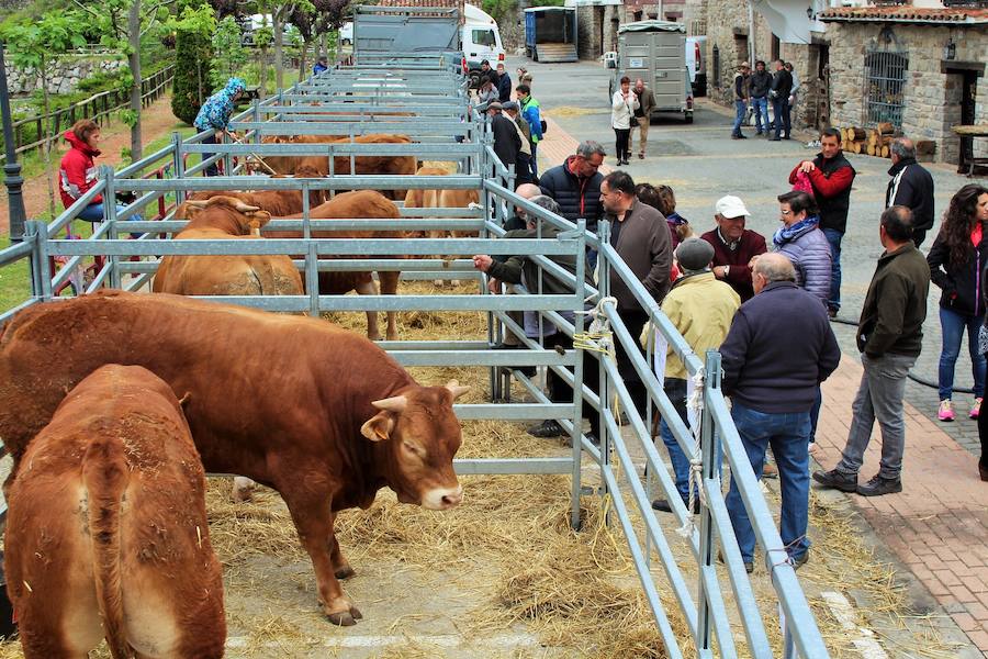 Las mejores vacas, ovejas y cabras del Camero Viejo