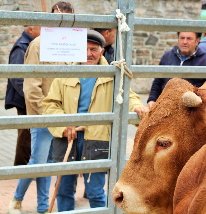 Las mejores vacas, ovejas y cabras del Camero Viejo