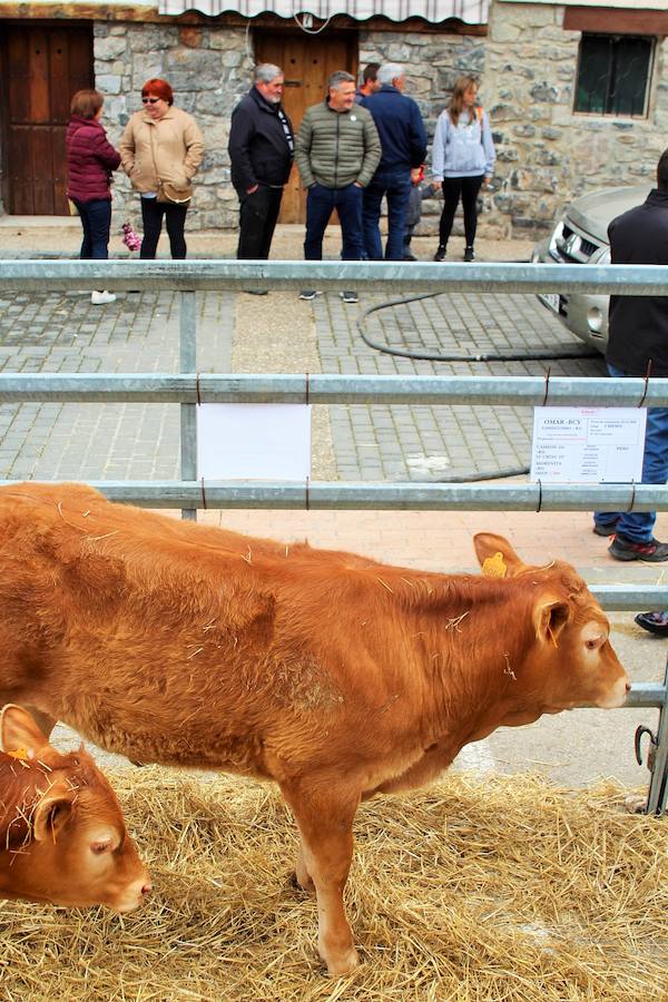 Las mejores vacas, ovejas y cabras del Camero Viejo