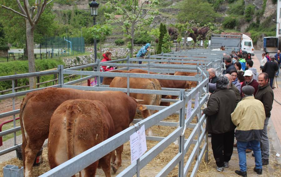 Las mejores vacas, ovejas y cabras del Camero Viejo