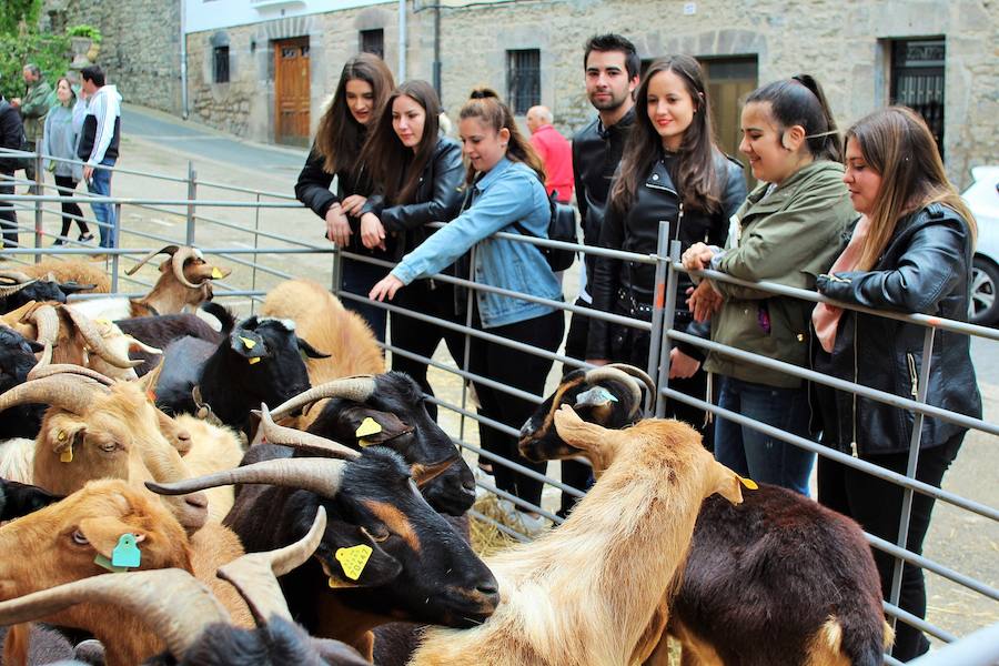 Las mejores vacas, ovejas y cabras del Camero Viejo