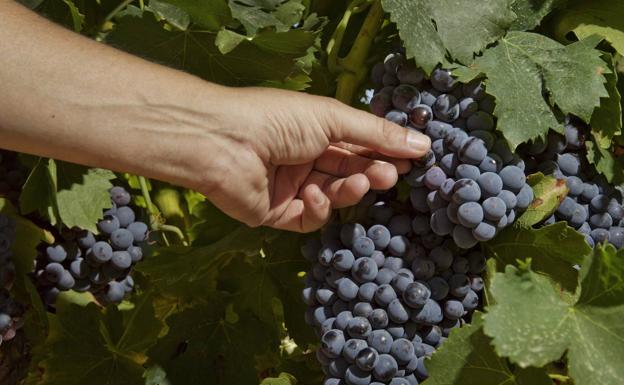 País Vasco, Navarra y La Rioja relanzan la candidatura del Paisaje del Vino como Patrimonio Universal