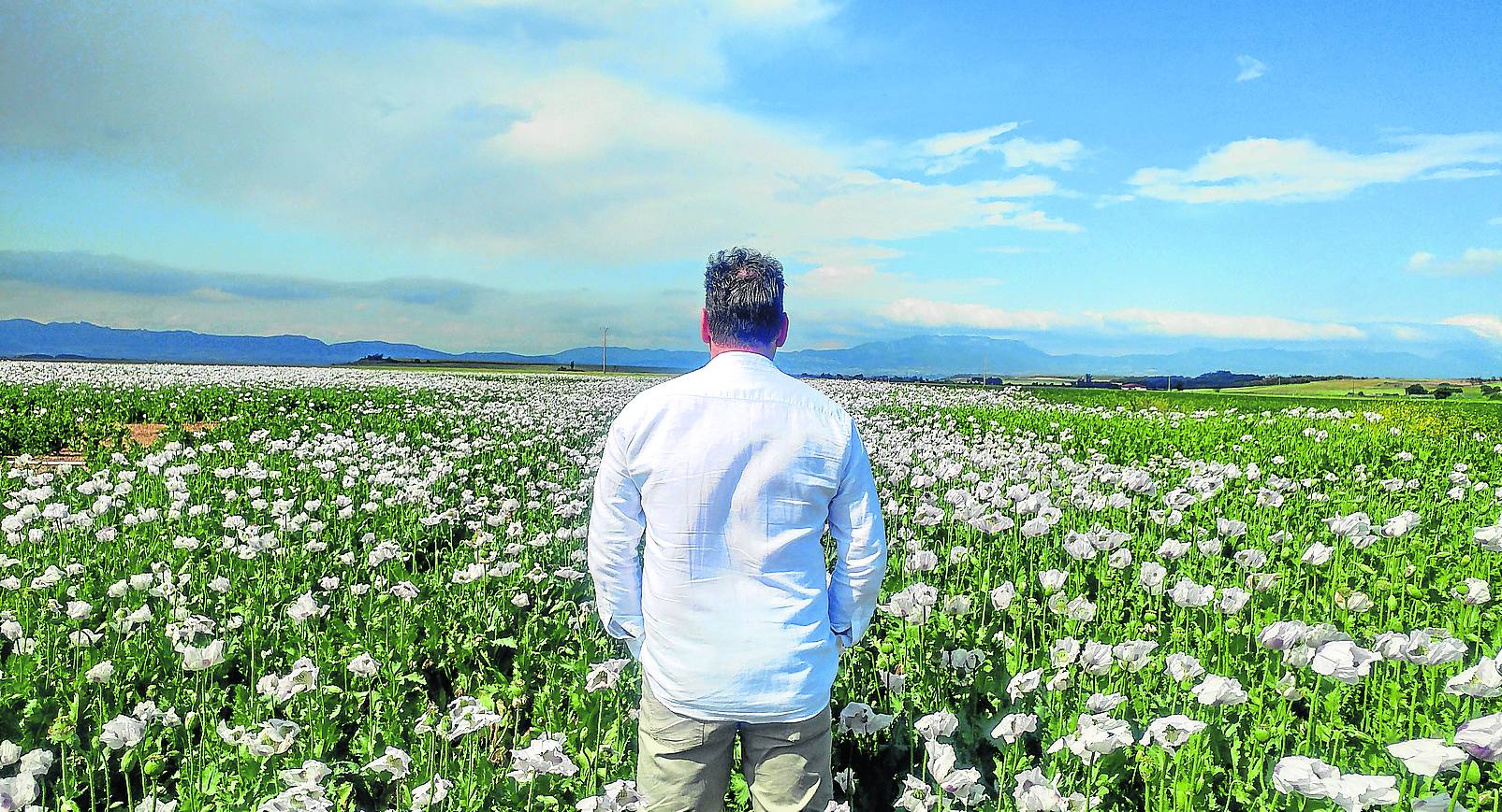 El cultivo de la planta, cuyos alcaloides se usan con fines terapéuticos o médicos, incluso para la alimentación, ha tenido un tímido incremento | La Rioja concentra unas 308 hectáreas de adormidera en dieciocho localidades