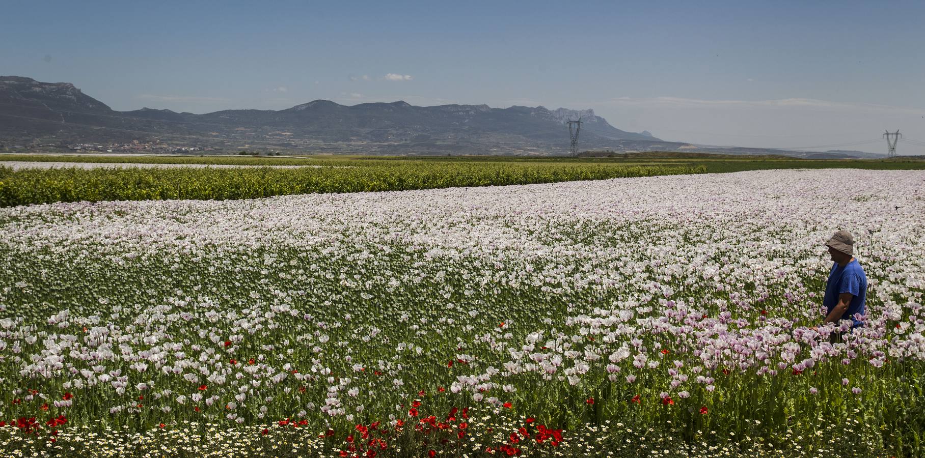 El cultivo de la planta, cuyos alcaloides se usan con fines terapéuticos o médicos, incluso para la alimentación, ha tenido un tímido incremento | La Rioja concentra unas 308 hectáreas de adormidera en dieciocho localidades