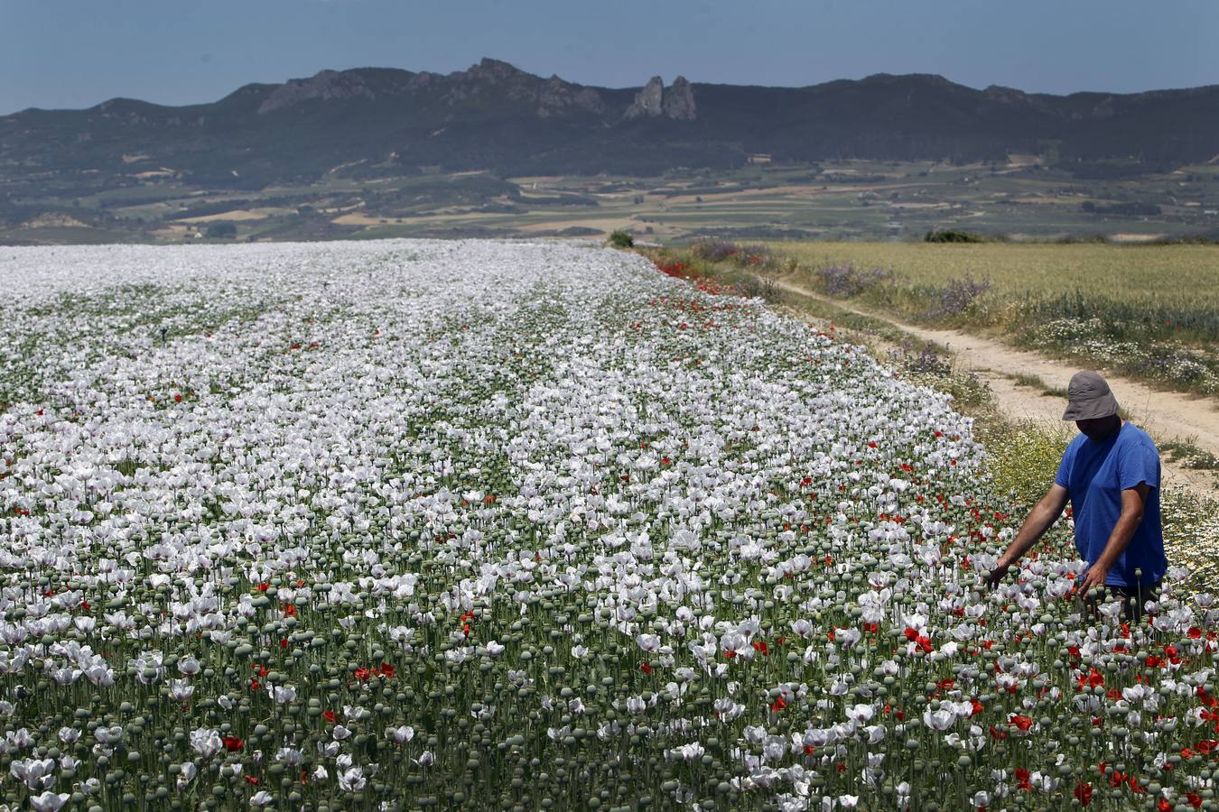 El cultivo de la planta, cuyos alcaloides se usan con fines terapéuticos o médicos, incluso para la alimentación, ha tenido un tímido incremento | La Rioja concentra unas 308 hectáreas de adormidera en dieciocho localidades