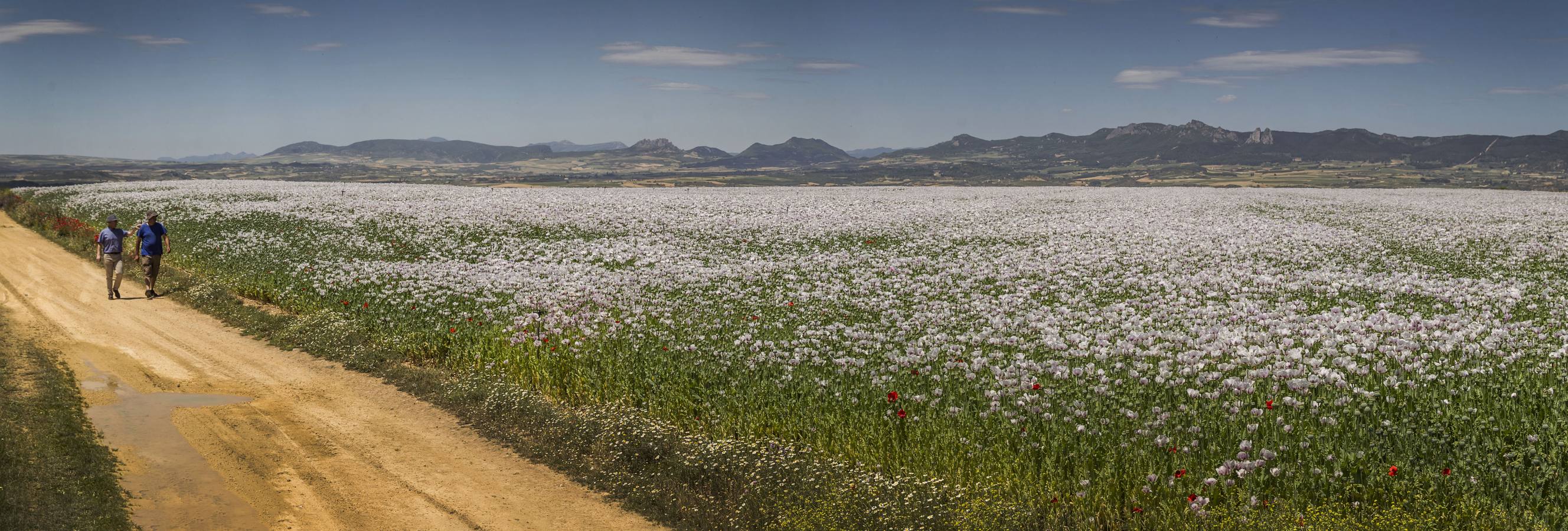 El cultivo de la planta, cuyos alcaloides se usan con fines terapéuticos o médicos, incluso para la alimentación, ha tenido un tímido incremento | La Rioja concentra unas 308 hectáreas de adormidera en dieciocho localidades