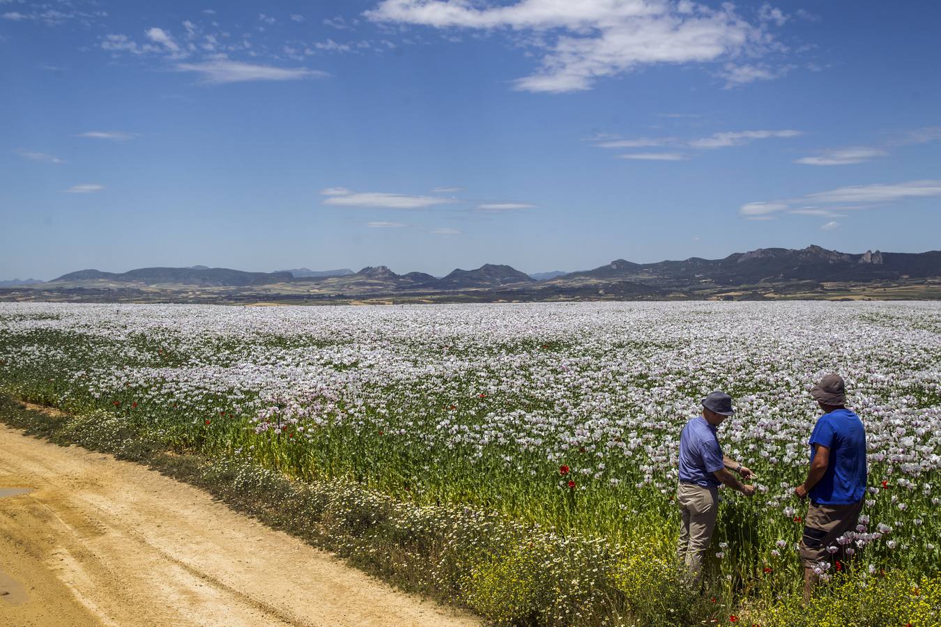 El cultivo de la planta, cuyos alcaloides se usan con fines terapéuticos o médicos, incluso para la alimentación, ha tenido un tímido incremento | La Rioja concentra unas 308 hectáreas de adormidera en dieciocho localidades