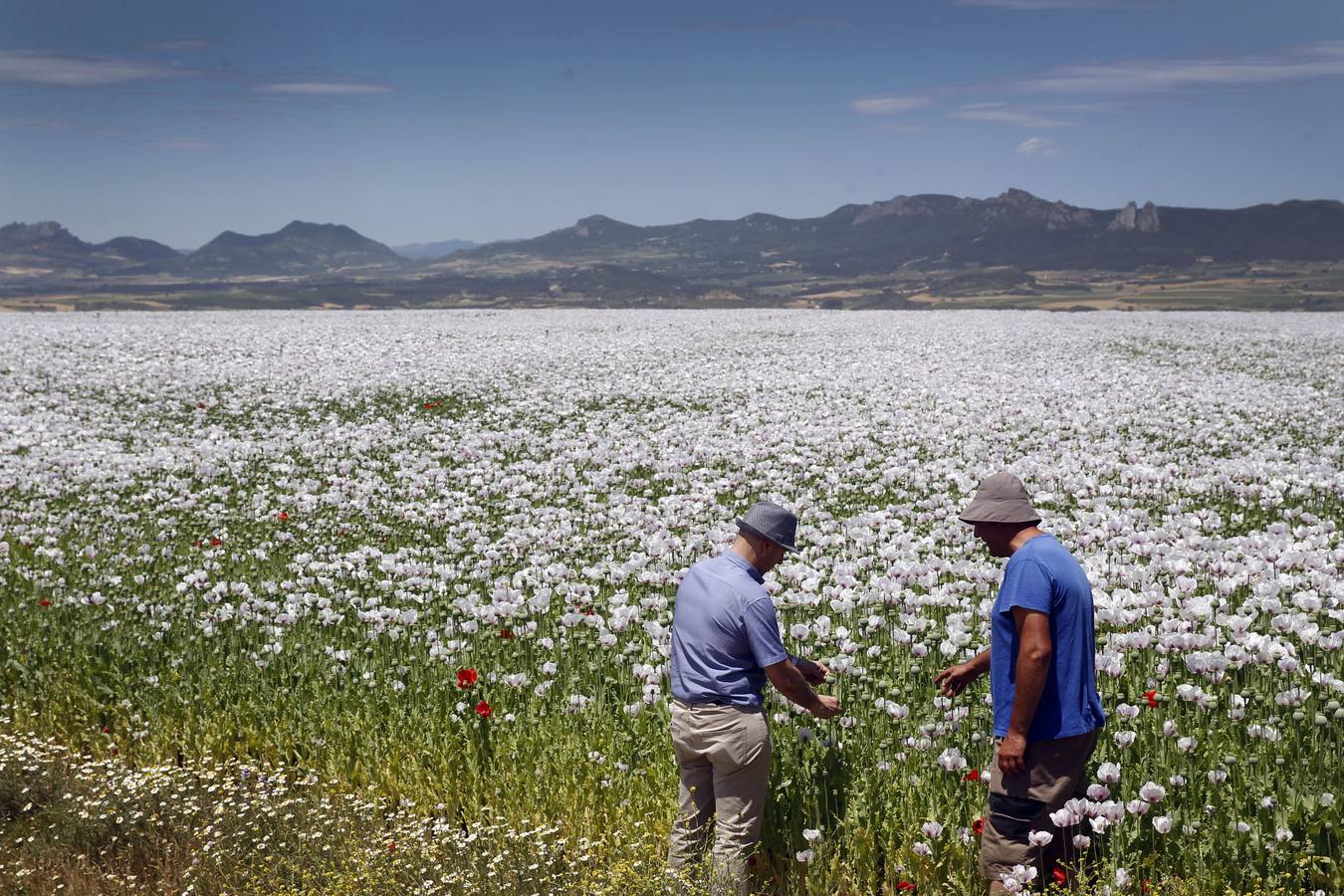 El cultivo de la planta, cuyos alcaloides se usan con fines terapéuticos o médicos, incluso para la alimentación, ha tenido un tímido incremento | La Rioja concentra unas 308 hectáreas de adormidera en dieciocho localidades