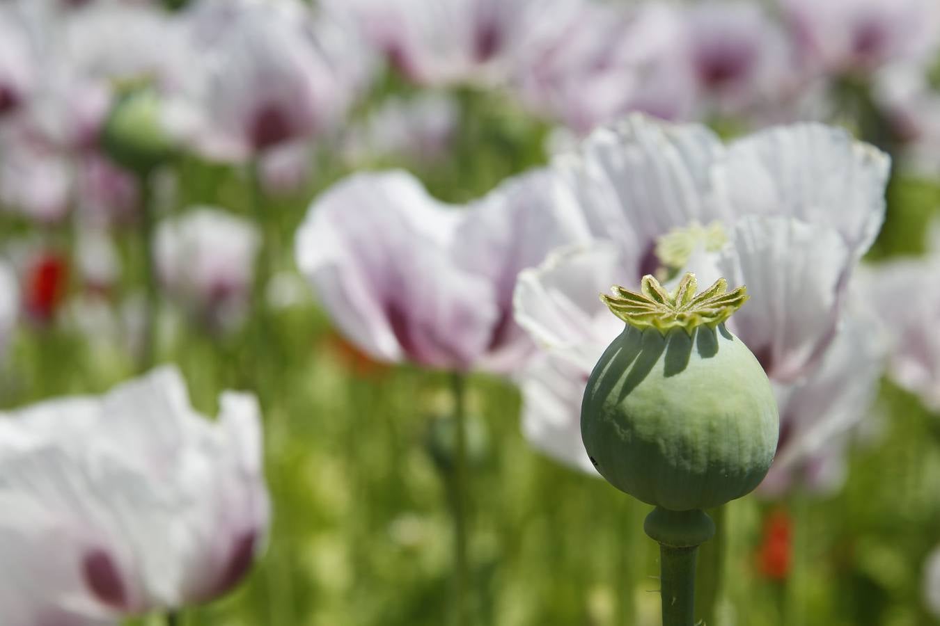 El cultivo de la planta, cuyos alcaloides se usan con fines terapéuticos o médicos, incluso para la alimentación, ha tenido un tímido incremento | La Rioja concentra unas 308 hectáreas de adormidera en dieciocho localidades