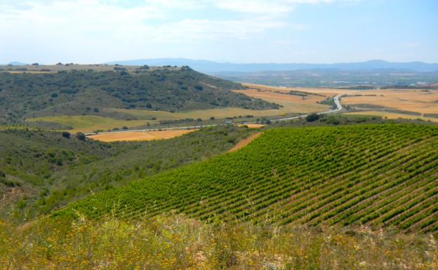 Imagen principal - Vista de Monte Alto y Los Regaos desde Casas Blancas, sendero de Monte Alto y cultivo de champiñón 