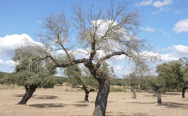 Imagen principal - En busca de una cura para la dehesa que salve al jamón ibérico