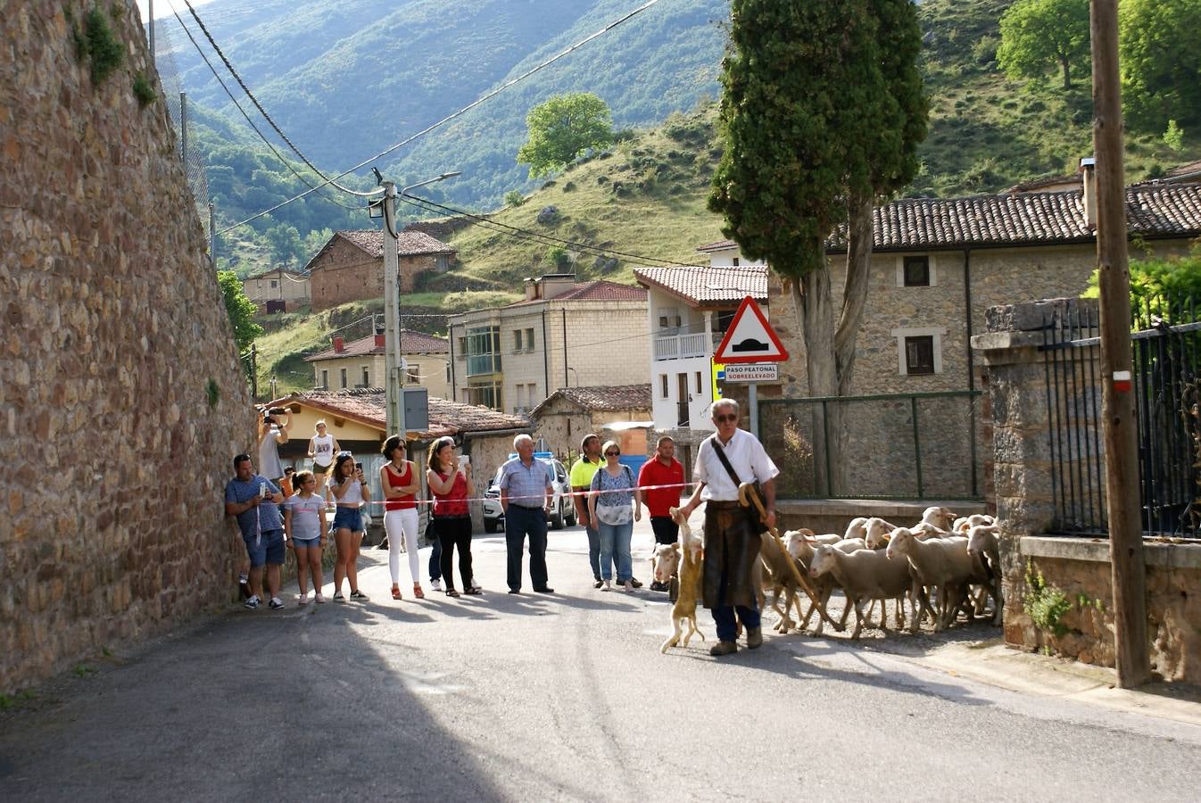 Los pastores han llegado de Extremadura con 500 ovejas