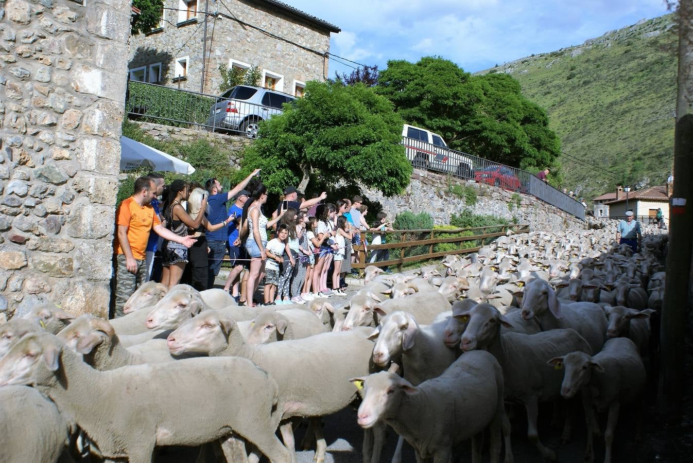 Los pastores han llegado de Extremadura con 500 ovejas