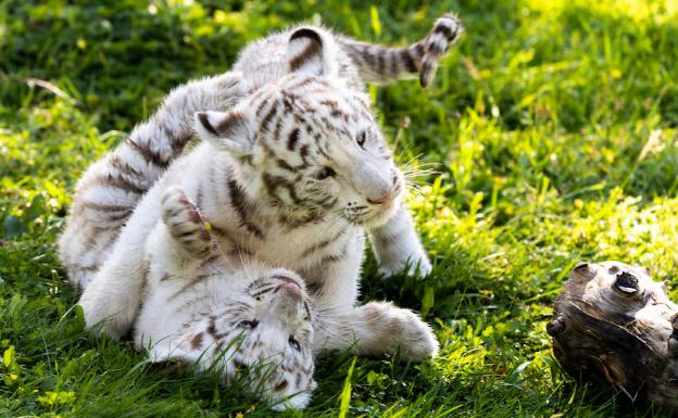 Dos crías de tigre blanco saludan este sábado al público en Sendaviva