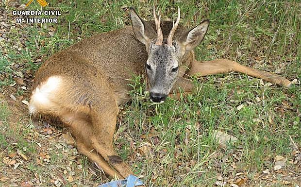 Rescatada una cría de corzo herida de bala en el Carrascal de Villarroya