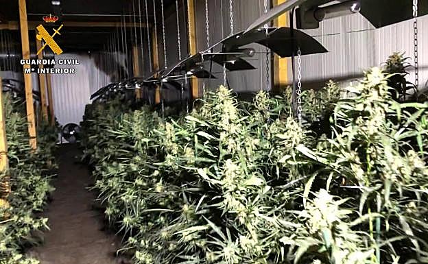 Imagen principal - Detalle de las plantas aprehendidas. 