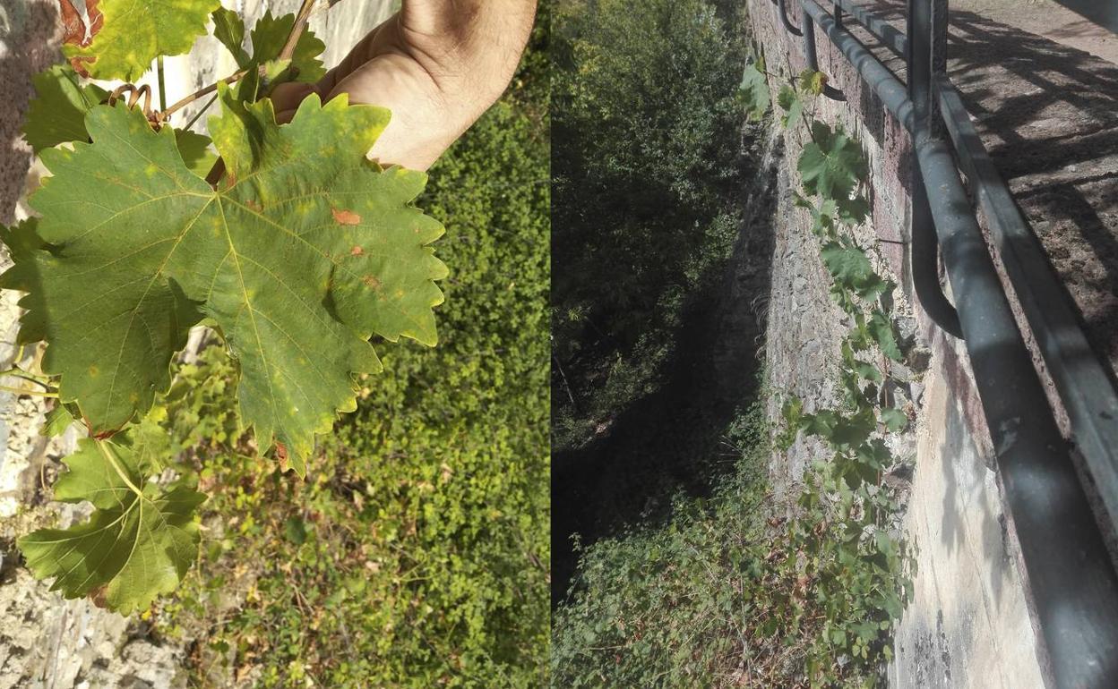 Detalles de pámpano y hoja y de la situación de la planta respecto al muro de contención y la barandilla. La planta de la variedad Legiruela se encuentra justo debajo de la plaza de la Hospedería, entre los arcos y el bar del albergue y trepa por el muro de contención de la explanada.