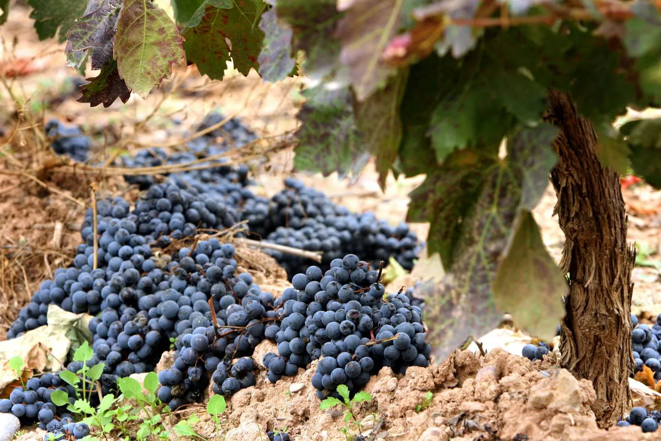 ¿Qué piensan los viticultores de los nuevos rendimientos de Rioja?