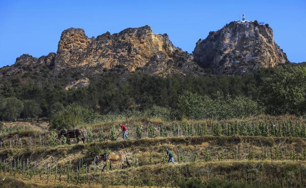 Miguel Ángel Mato y su hijo con las dos mulas, Bragada y Marino, con las que realizan el laboreo en la viña.