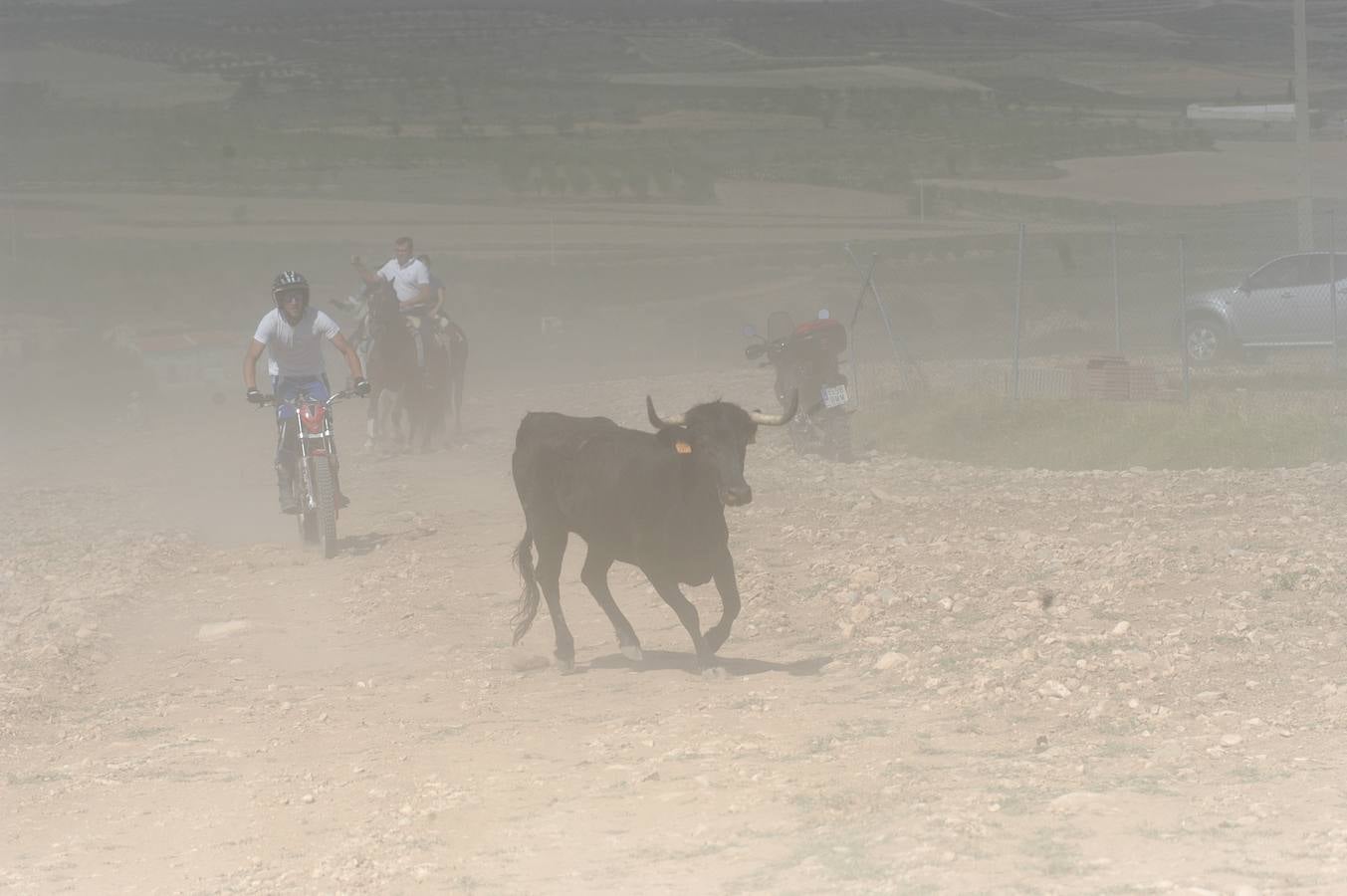 Fotos: La entrada de reses bravas de Valverde, en imágenes