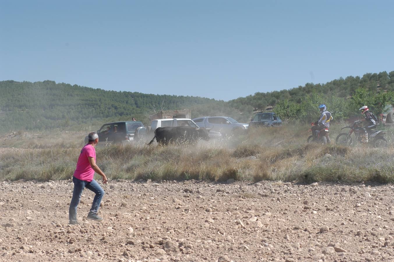 Fotos: La entrada de reses bravas de Valverde, en imágenes