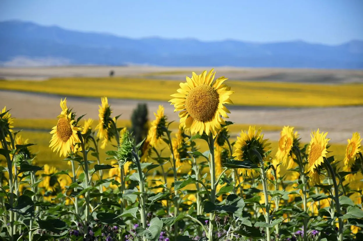 Campos de girasoles en Foncea.