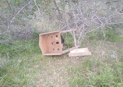 Imagen secundaria 1 - El caso del juego de la rana robado