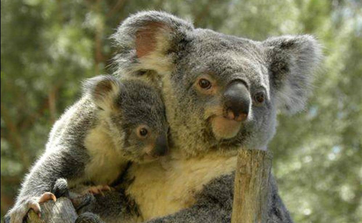 Un koala adulto con su cría.