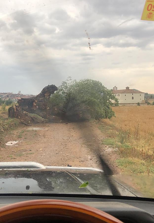 En Tricio, la tormenta ha provocado la caída de algún árbol