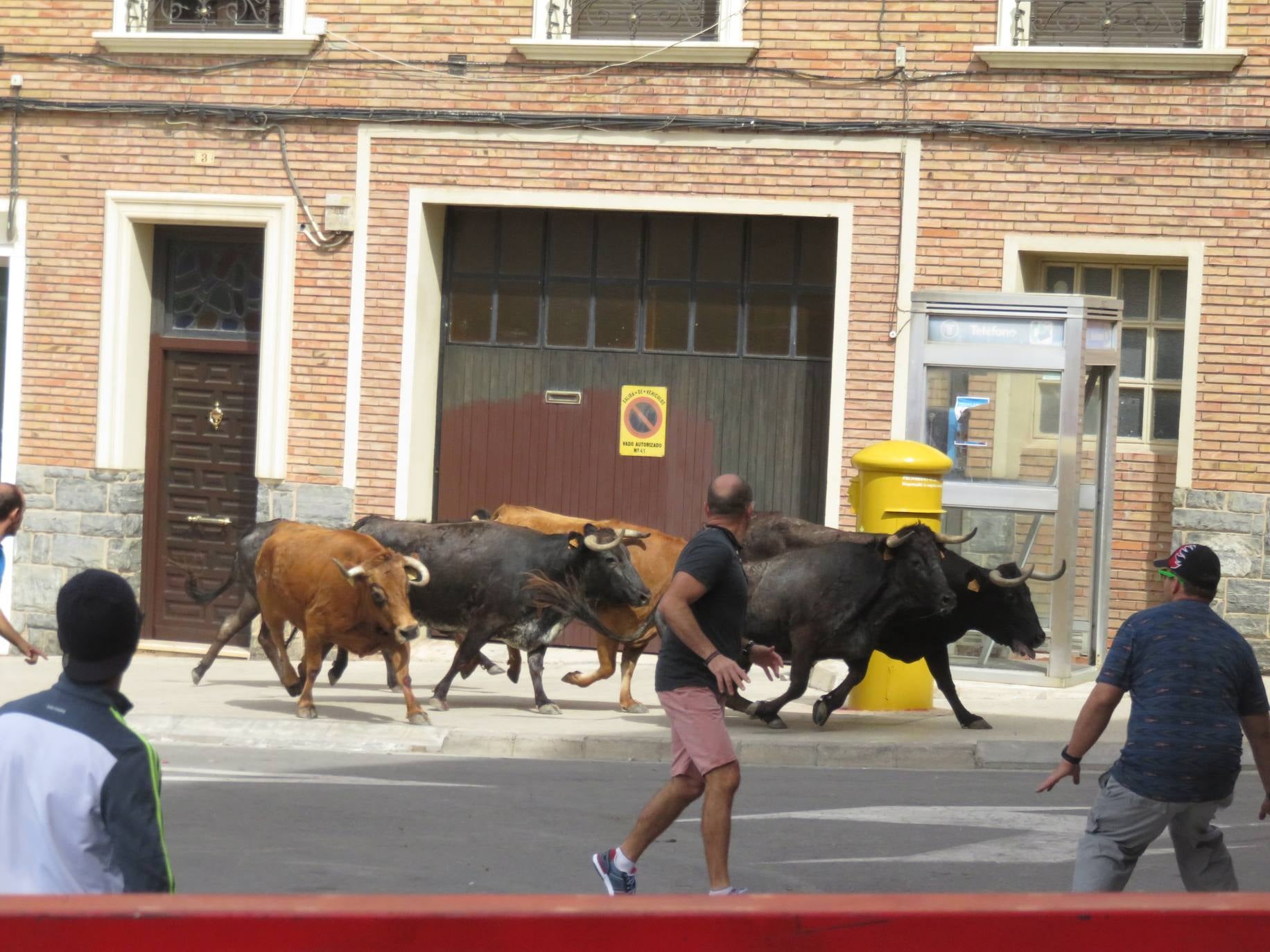 Fotos: Encierro limpio en el cuarto día de fiestas en Alfaro