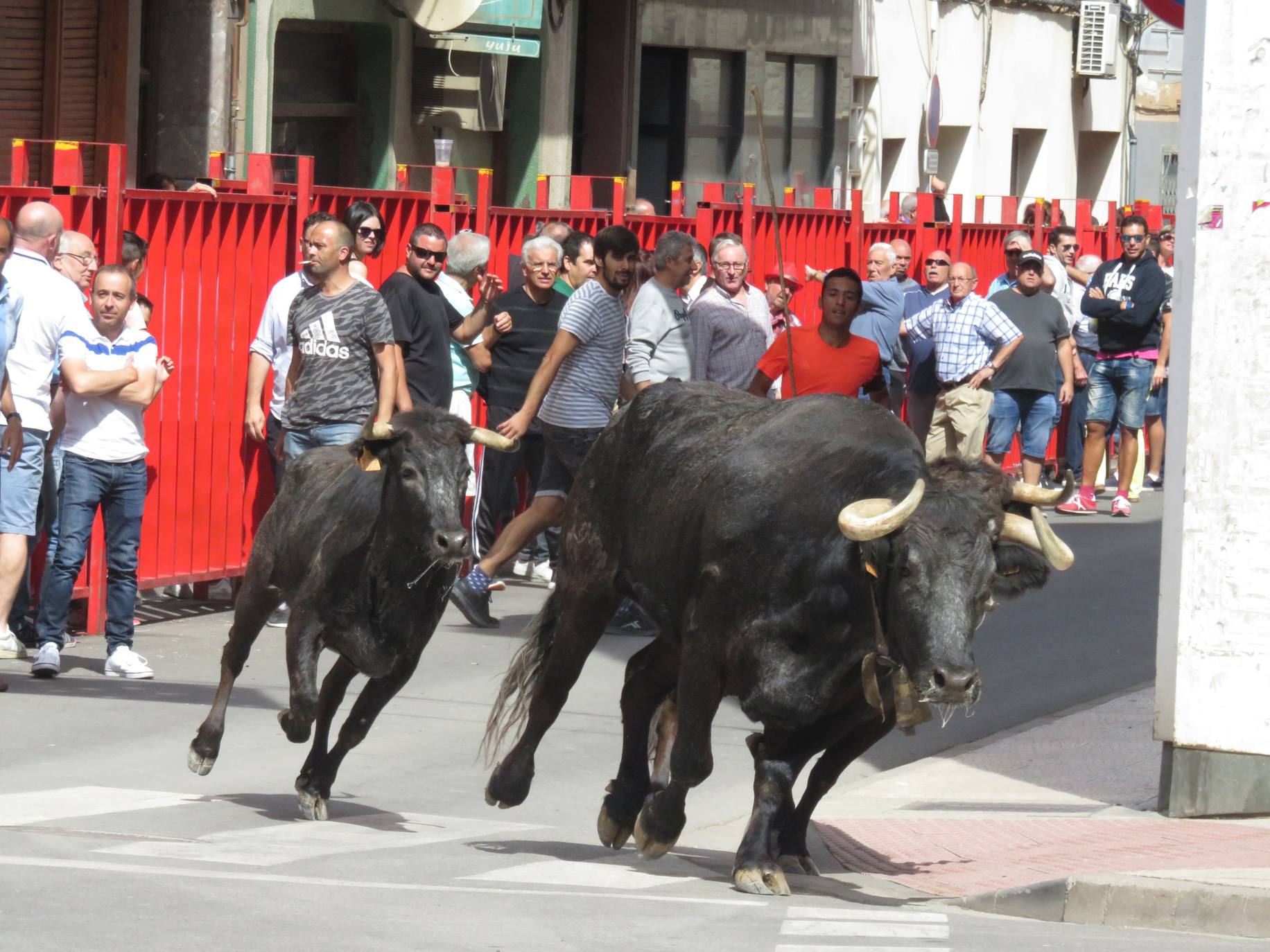 Fotos: Encierro limpio en el cuarto día de fiestas en Alfaro