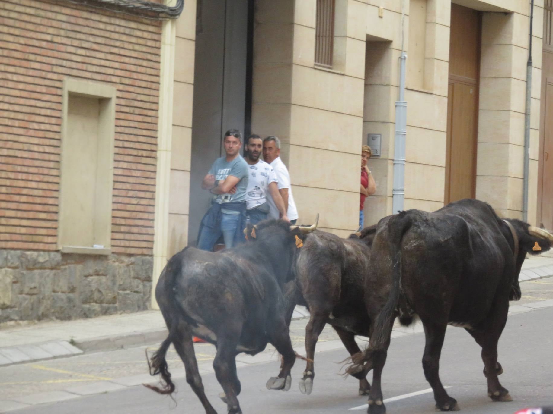 Fotos: Encierro limpio en el cuarto día de fiestas en Alfaro
