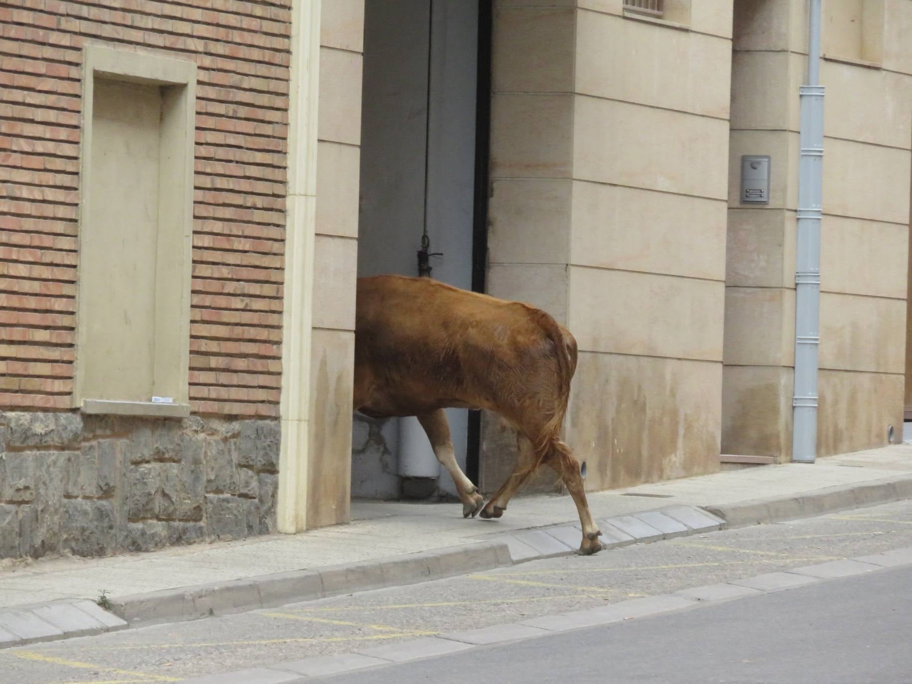 Fotos: Encierro limpio en el cuarto día de fiestas en Alfaro