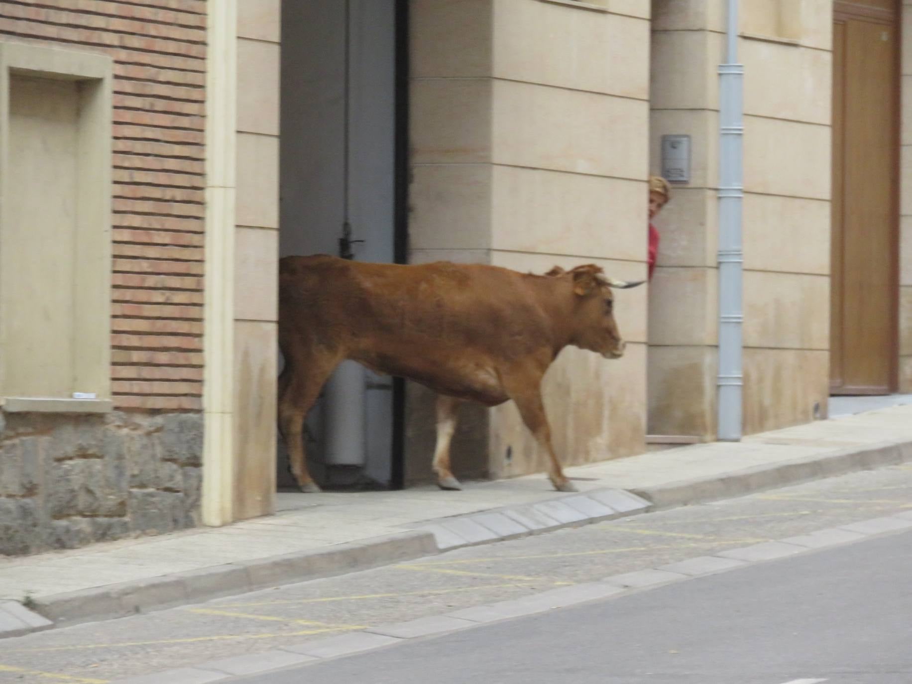 Fotos: Encierro limpio en el cuarto día de fiestas en Alfaro