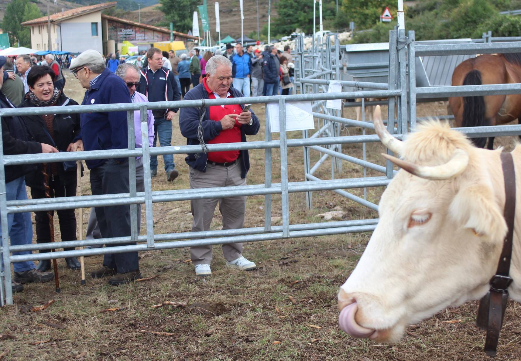 Fotos: XXIII edición de la Feria de Ganado en Villoslada