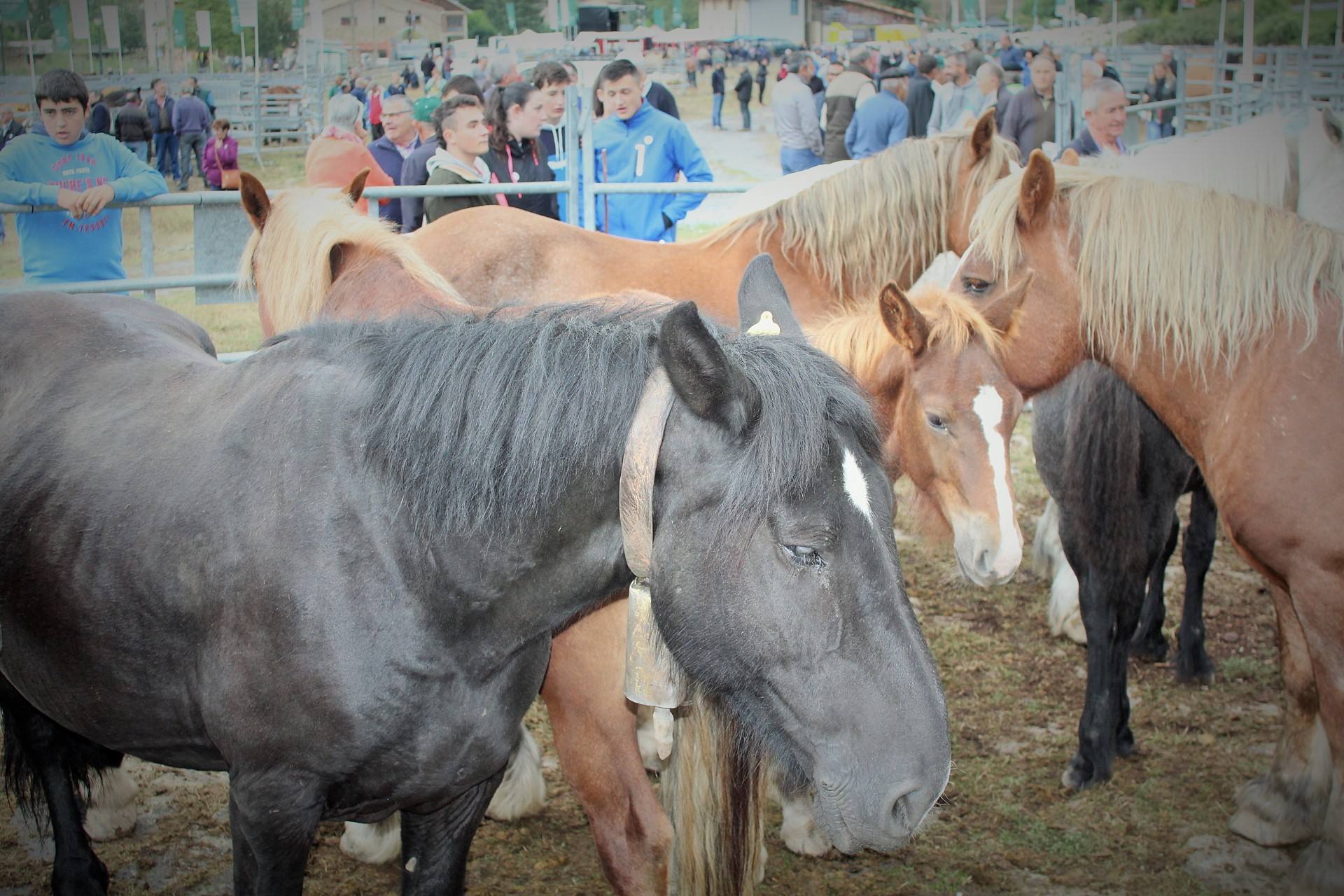 Fotos: XXIII edición de la Feria de Ganado en Villoslada