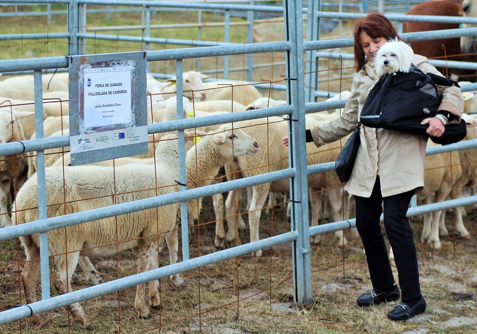 Fotos: XXIII edición de la Feria de Ganado en Villoslada