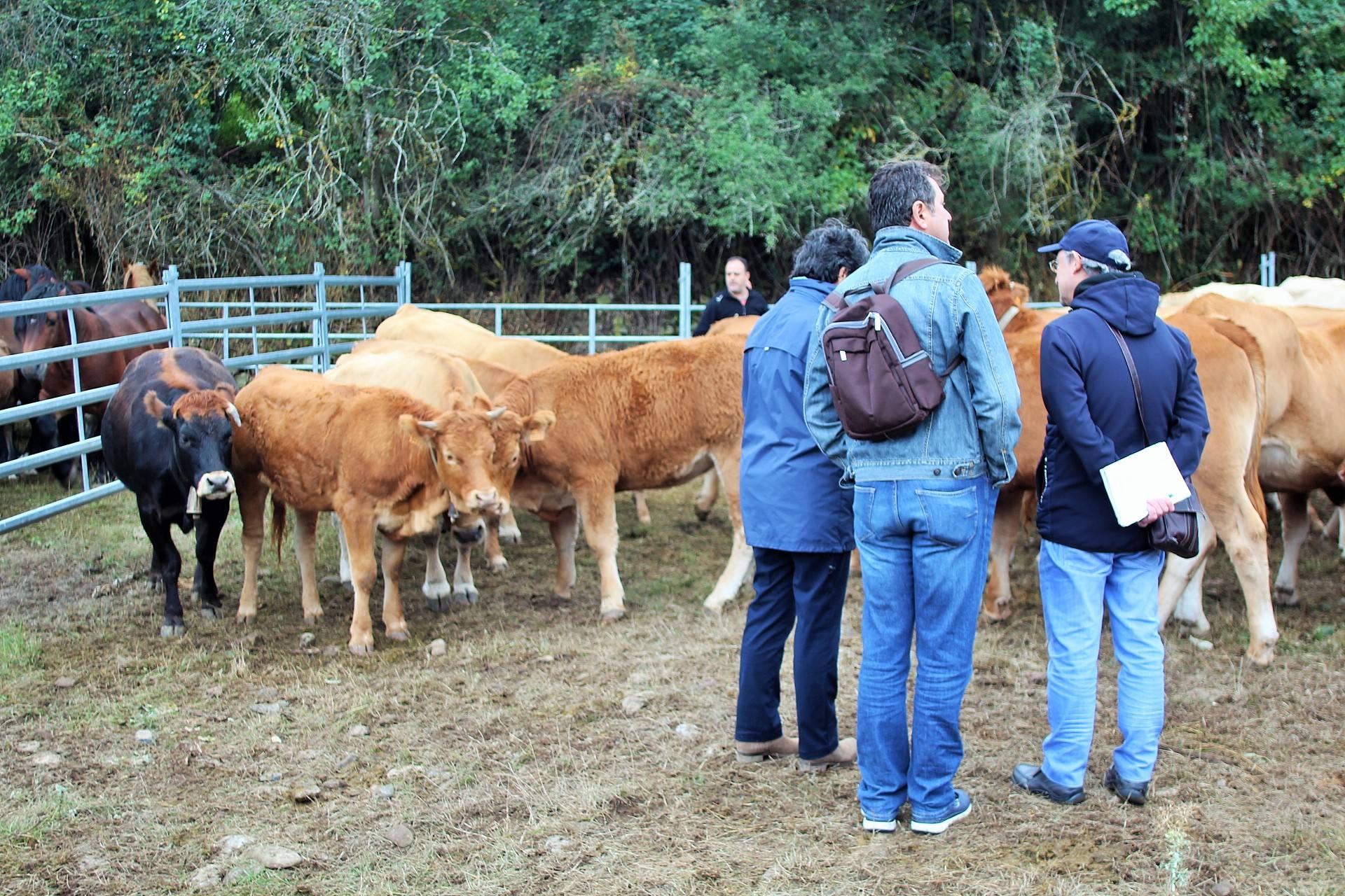 Fotos: XXIII edición de la Feria de Ganado en Villoslada