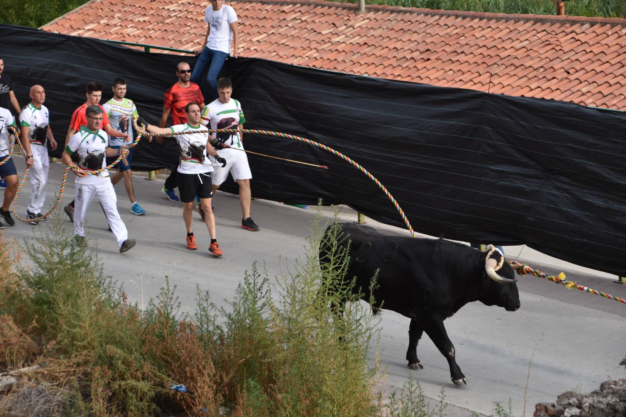 Fotos: Suelta de toros ensogados en Cabretón