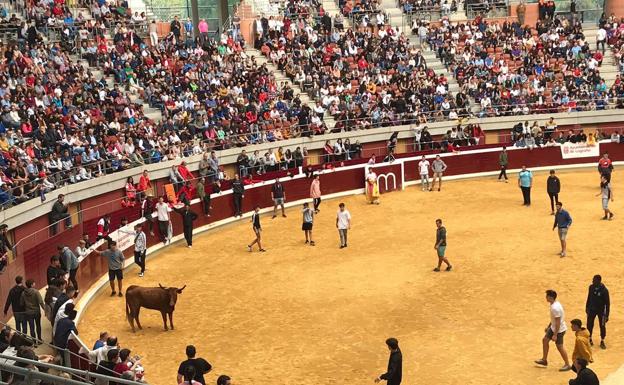 Muchos jóvenes riojanos se atreven a entrar al ruedo para disfrutar en primera persona de las vaquillas de San Mateo