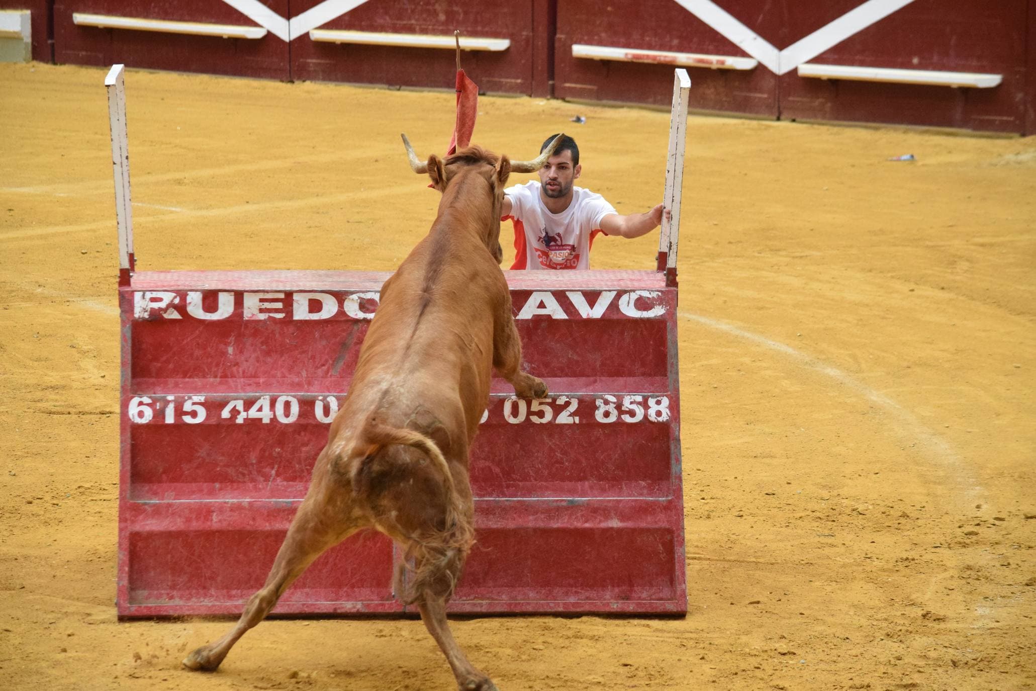 Miércoles de vaquillas en La Ribera