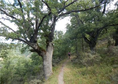 Imagen secundaria 1 - Mirador de Peñas Malas, robles en la subida al mirador y sendero de bajada a los puentes de Almarza 