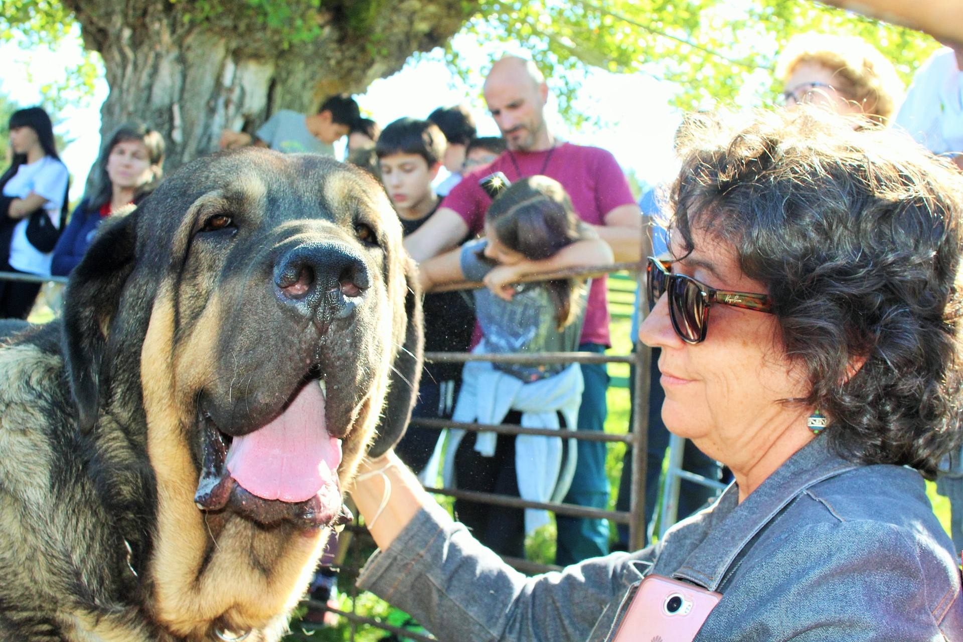 Fiesta de la Trashumancia en Brieva