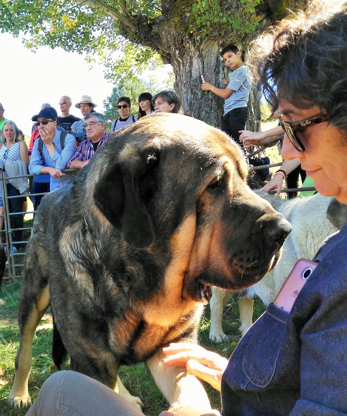 Fiesta de la Trashumancia en Brieva