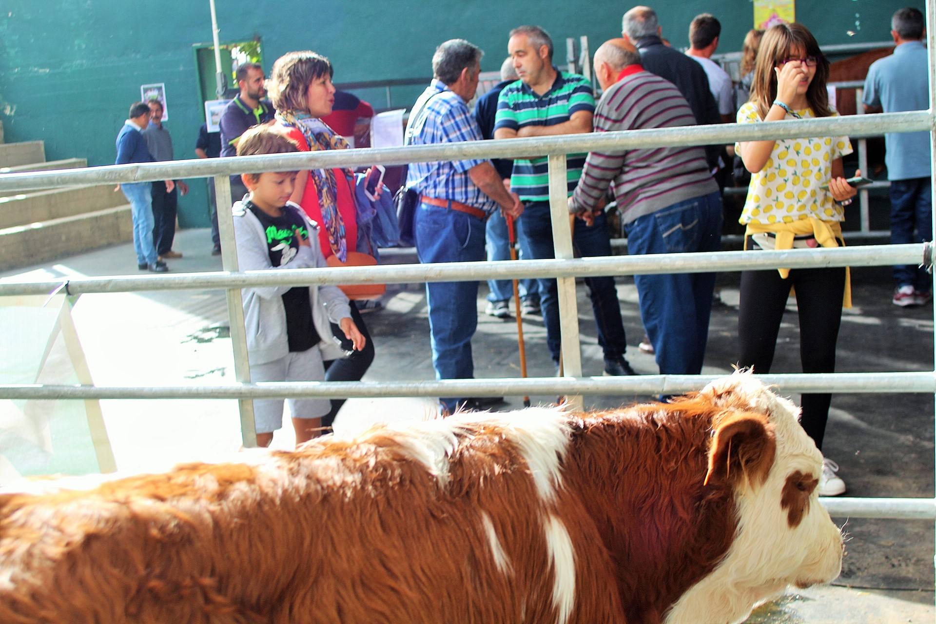 Ganaderos de múltiples provinicias se han dado cita en la localidad camerana. 