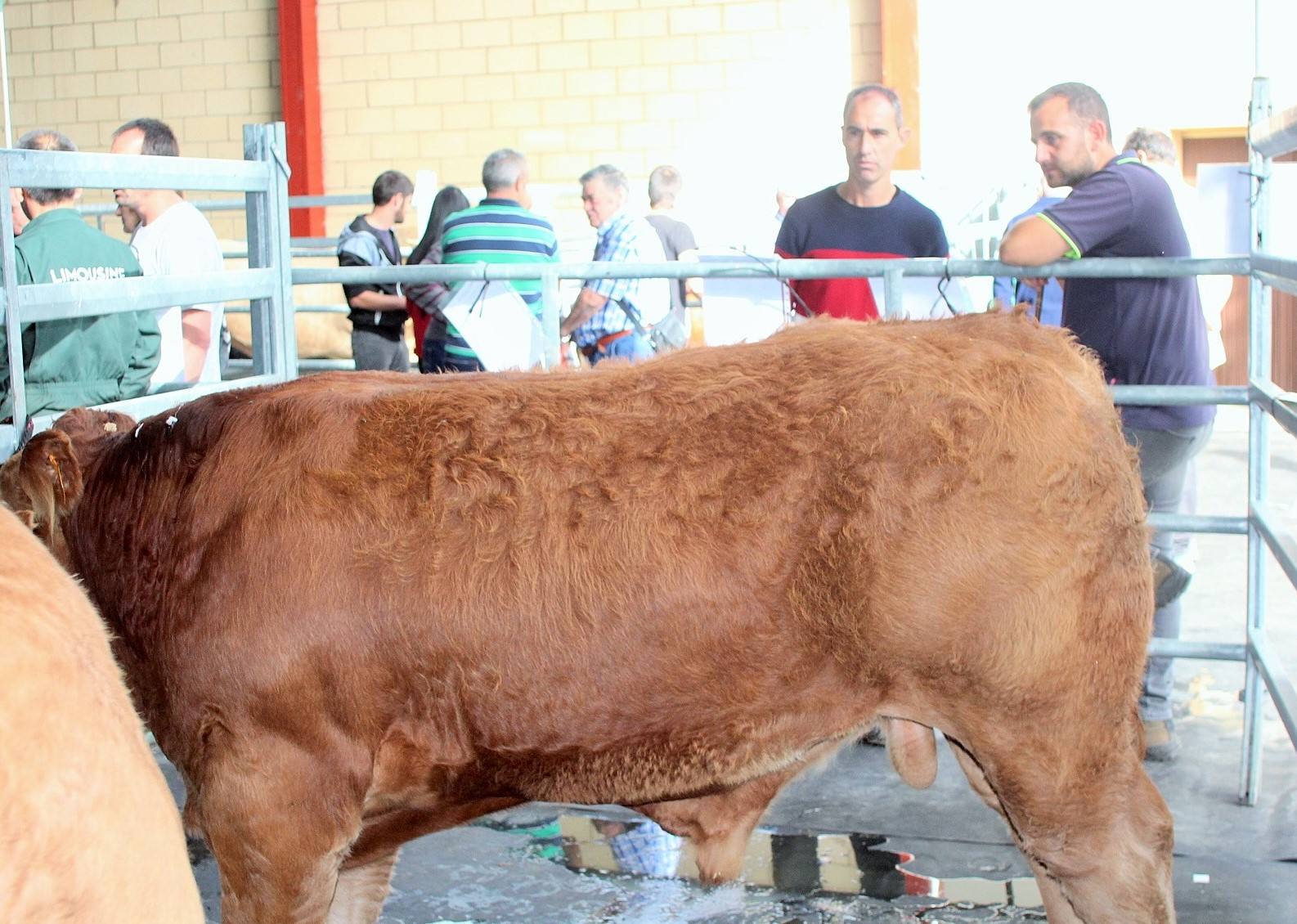 Ganaderos de múltiples provinicias se han dado cita en la localidad camerana. 