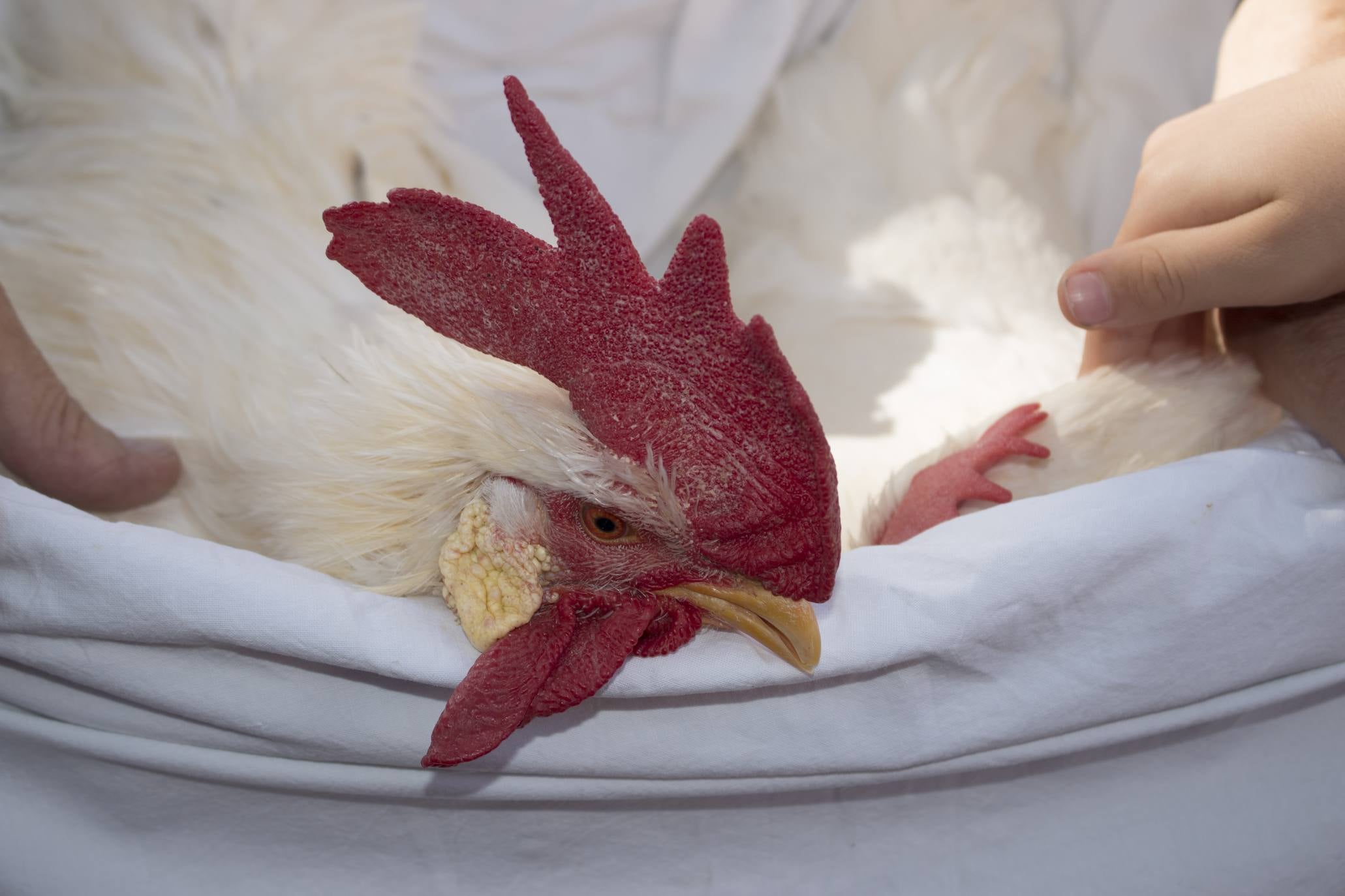 Los calceatenses han recordado hoy el milagro del peregrino ahorcado y del gallo y la gallina.